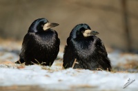 Havran polni - Corvus frugilegus - Rook 2956u